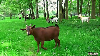 Dedko Sa Nechá Ošukať Tínedžerským Zajačikom S Tetovaním